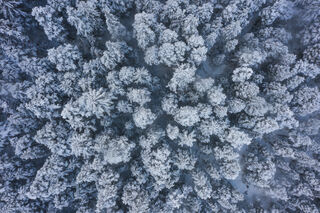 Snowy Forest print