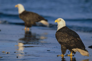 Beach Combers print