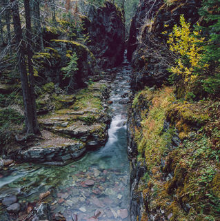 Stream Cut in Forest print