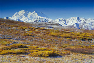 Denali Blue and Gold print