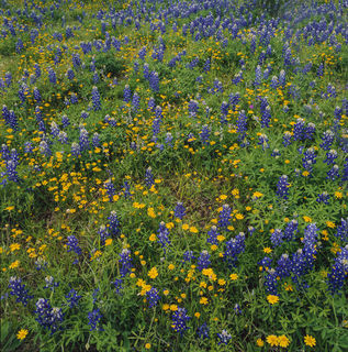 Fields of Blue and Gold print