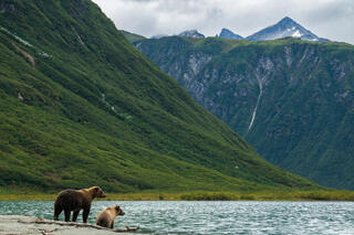 Wildlife
