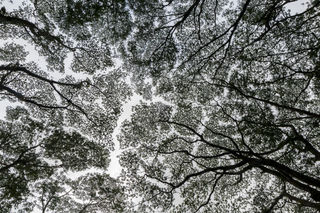 Tropical Canopy print