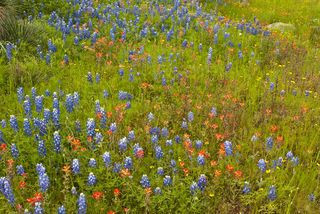Hillcountry Boquet print