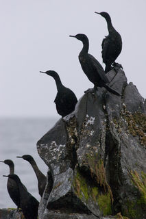 Cormorants on Rock print