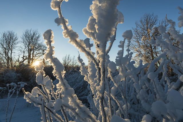 Hoar Frost and Sun print