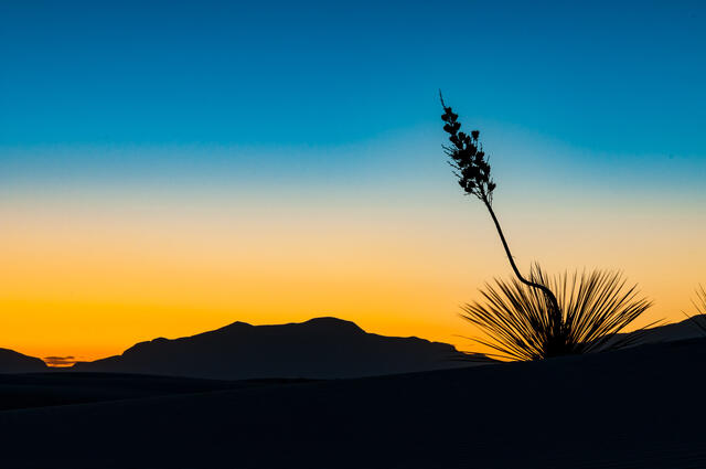 Yucca Gold print