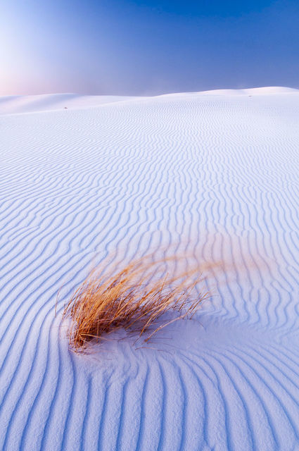 Grasses in Dunes print