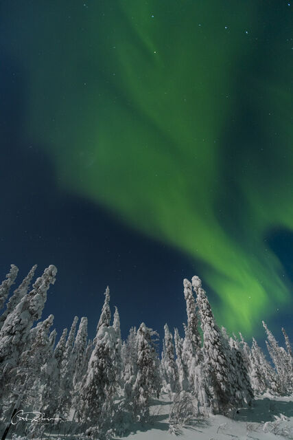 Aurora Over Snowy Trees print