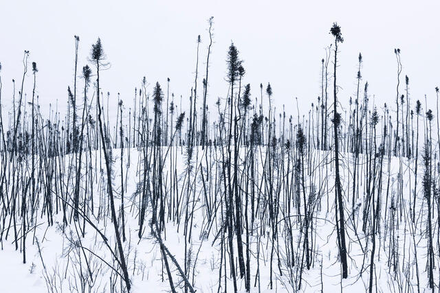 Bleak Beauty print