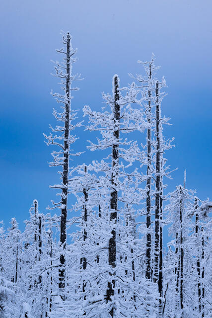 Winter's Starkness print