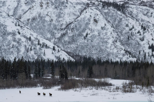 Winter Herd print