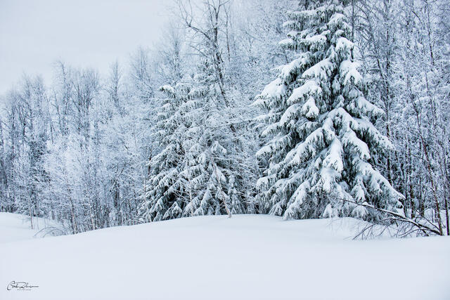 Fresh Snow print