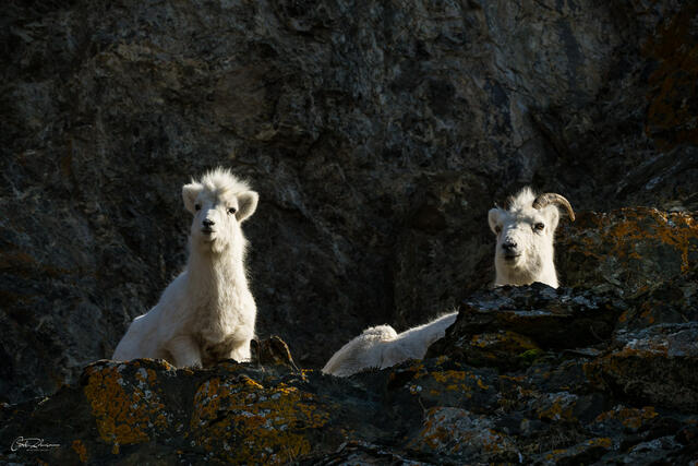 Sheep Perch print