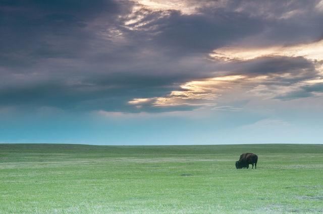 Home on the Range print