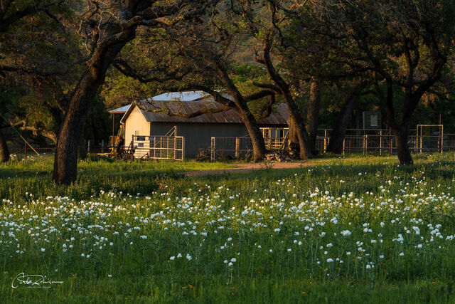 Flowers and Ranch House print