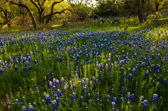 Bluebonnet Grove print