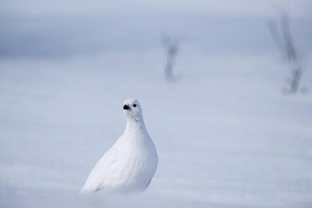 Whiteness print