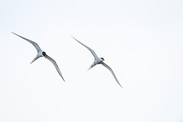 Aerial Duet print