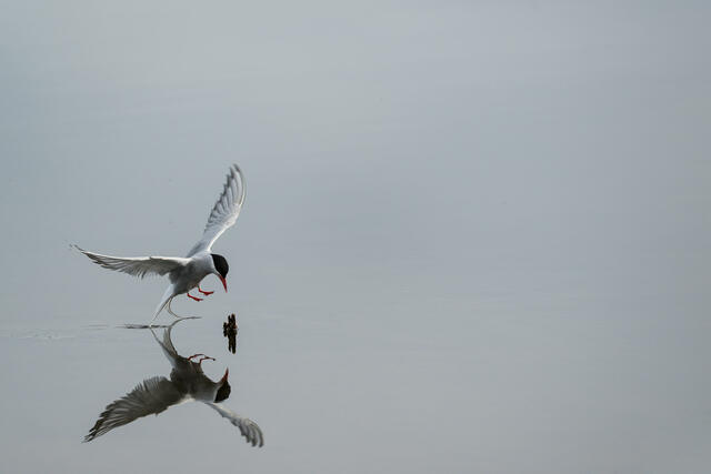 Tern Dip print