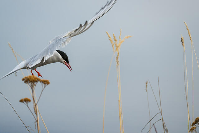 Landing print