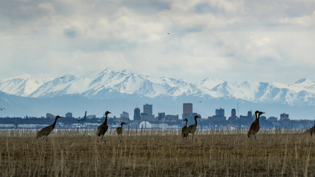 Cranes and City print