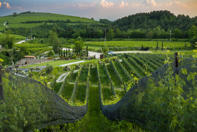 Valpolicella Views print
