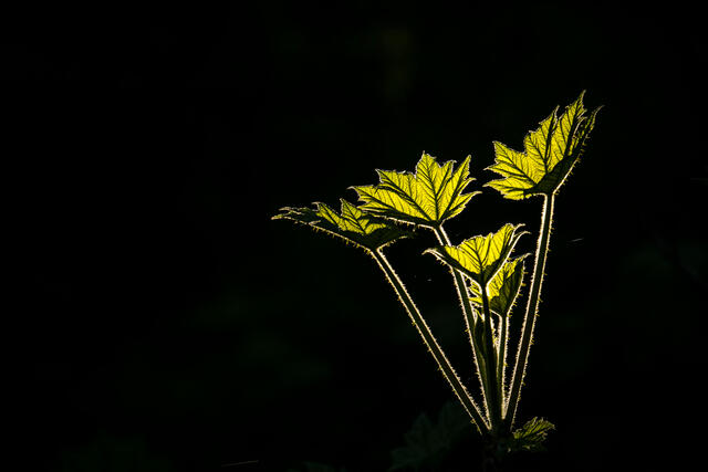 Devil's Glow print
