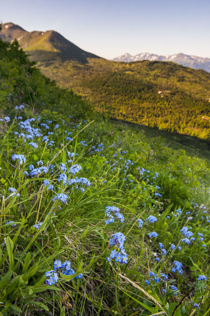Flowery Slope print