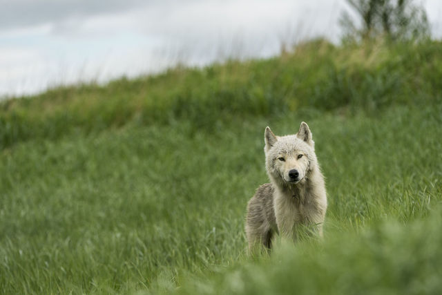 Curious Wolf print