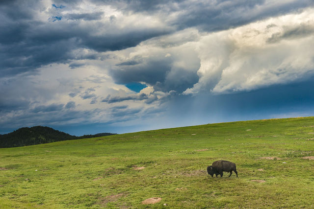 Stormy Bison print