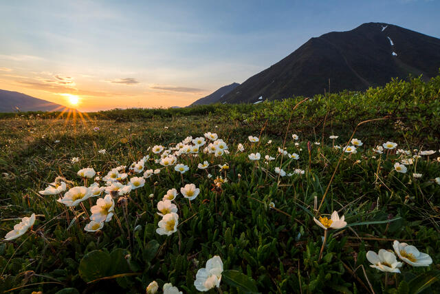 Morning Avens print