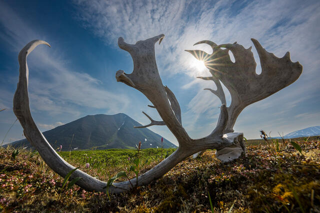 Monster Caribou print