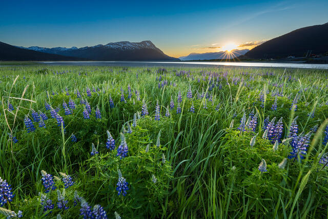 Turnagain Lupine print