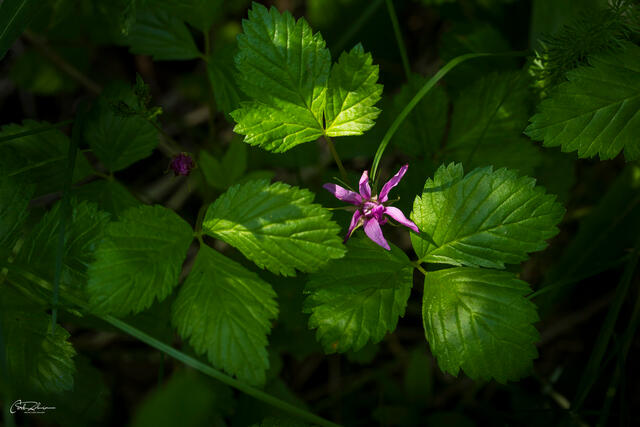 Berry Blossom print