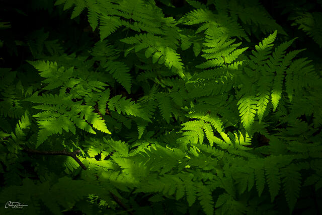 Golden Ferns print