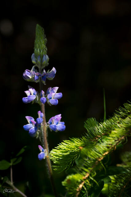 Lit Lupine print