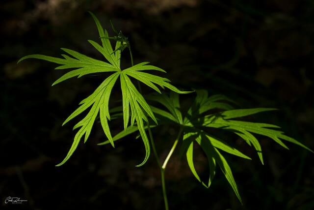 Green Fingers print