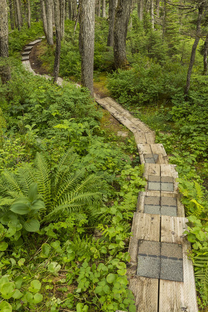 Trail Through the Woods print