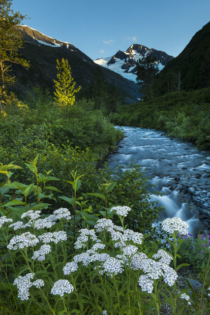 Yarrow and Creek print