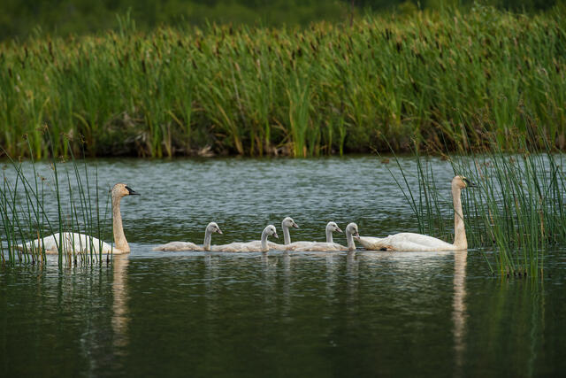 Swan Family print