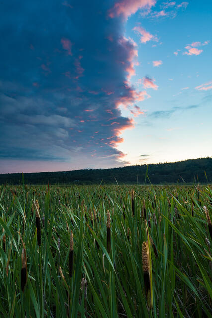 Cattail Sunrise print