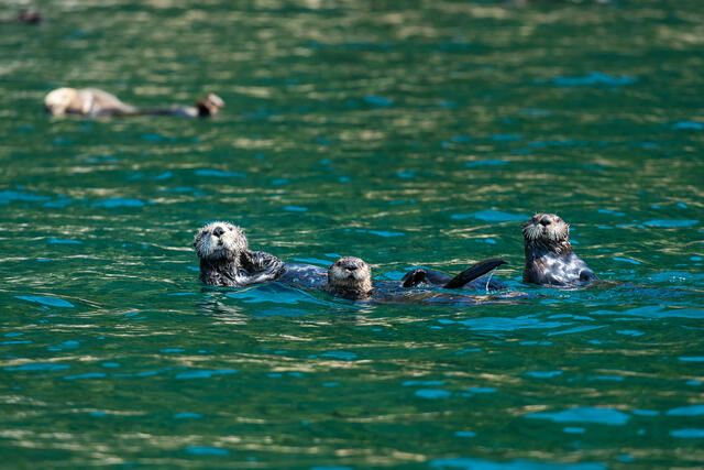 Otter Trio print