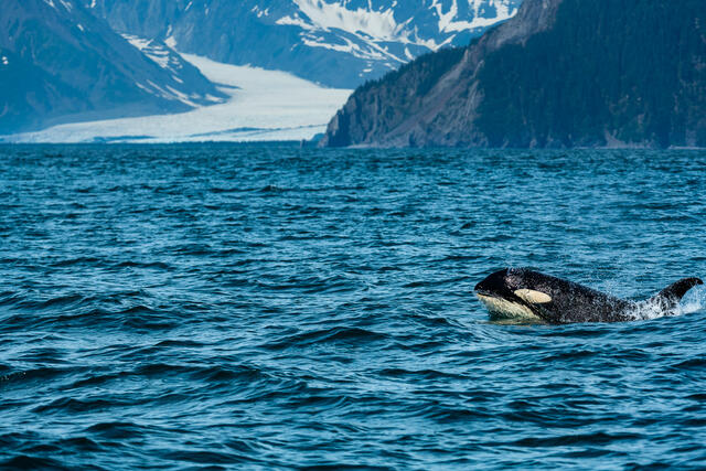 Breaching Orca print