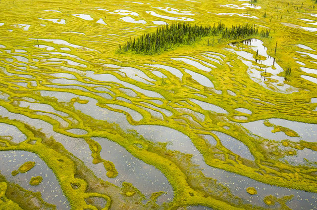 Spruce Island print