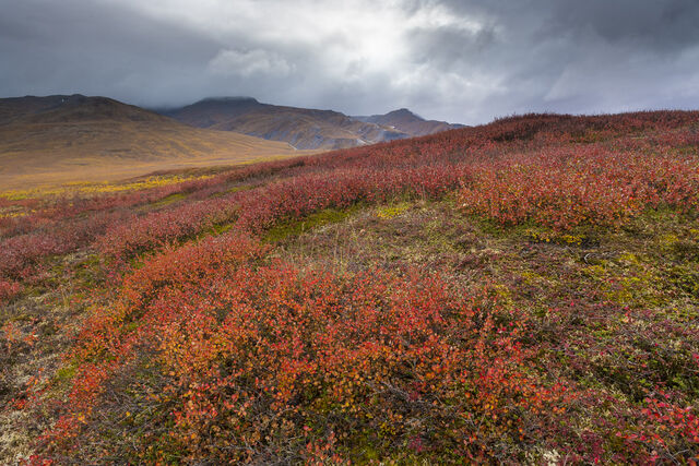 Tundra Autumn print