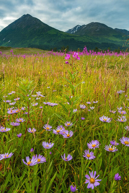 Pinks and Grasses print