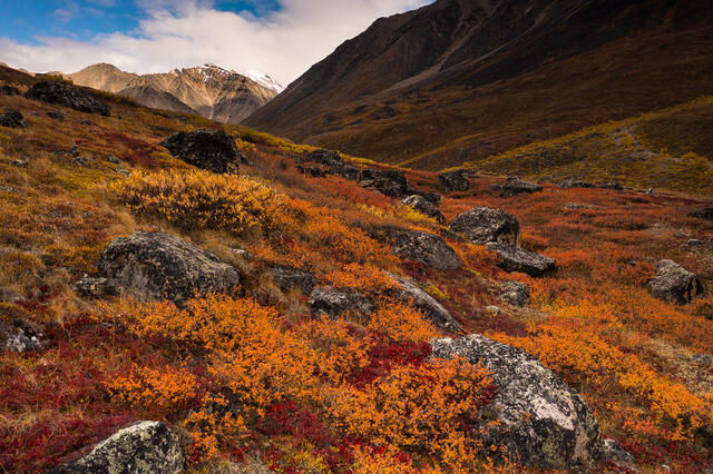 Alpine Rock Garden print