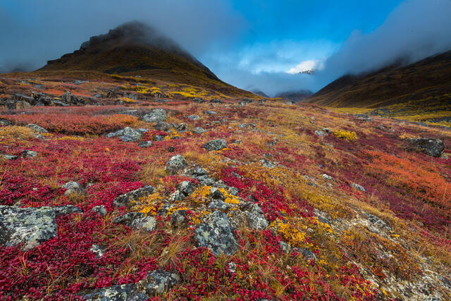 Arctic Autumn Color print