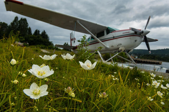 Flowers and Plane print